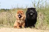 CHOW CHOW 186
